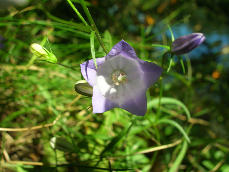 Photo Campanula rotundifolia