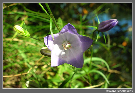 Photo Campanula rotundifolia